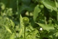 Coneflower Green Envy Royalty Free Stock Photo