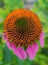 Coneflower Royalty Free Stock Photo