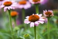 Coneflower Opening Royalty Free Stock Photo