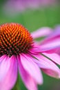 Coneflower Rubinstern echinacea purpurea Summer flower Royalty Free Stock Photo