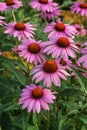 Coneflower Rubinstern echinacea purpurea Summer flower Royalty Free Stock Photo