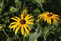 Coneflower Royalty Free Stock Photo