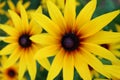 Cone flower Yellow-Red Rudbeckia