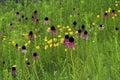 Coneflowers and Coreopsis 39529