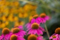 Coneflowers (Echinacea) with pink petals in full bloom in front of a blurred background Royalty Free Stock Photo