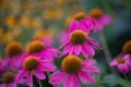 Coneflowers (Echinacea) with pink petals in full bloom Royalty Free Stock Photo