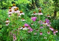 Coneflowers Flowerbed in the Garden. Echinacea purpurea and purple coneflowers flower bed Royalty Free Stock Photo