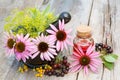 Coneflowers in mortar and vial with essentia oil in garden Royalty Free Stock Photo