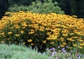 Coneflowers (Rudbeckia hirta) Royalty Free Stock Photo