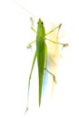 A conehead grasshopper