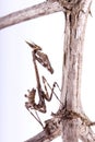 Conehead mantis (Empusa pennata) Royalty Free Stock Photo