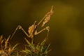 Conehead mantis - Empusa pennata, mantis palo in Spanish, genus Empusa. Found in Spain, Portugal, Iran, France, Lebanon Royalty Free Stock Photo