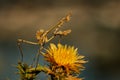 Conehead mantis - Empusa pennata, mantis palo in Spanish, genus Empusa. Found in Spain, Portugal, Iran, France, Lebanon Royalty Free Stock Photo