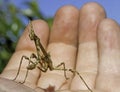 Conehead mantis Royalty Free Stock Photo
