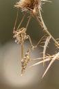 Conehead praying mantis nymph upside down Royalty Free Stock Photo