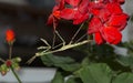 Cone Head Mantis Empusa pennata Hanging from a Red Geranium