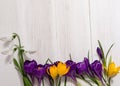 Coner from crocus and snowdrops on wooden background Royalty Free Stock Photo