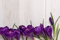Coner from crocus Royalty Free Stock Photo