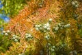 Cones of Bald Cypress Taxodium distichum - deciduous coniferous tree of the cypress family with red autumn foliage Royalty Free Stock Photo