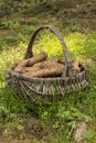 Cones in basket Royalty Free Stock Photo