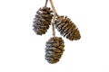 Cones of black alder on white Royalty Free Stock Photo