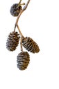 Cones of black alder on white Royalty Free Stock Photo