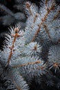 Cones of the blue, green, and white spruce or Colorado blue spruce. Royalty Free Stock Photo