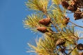 Cones on conifer tree Royalty Free Stock Photo