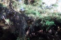 cones on the branches of a cypress tree in Nabran Azerbaijan. Selective focus. Winter time Royalty Free Stock Photo