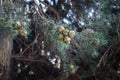 cones on the branches of a cypress tree in Nabran Azerbaijan. Selective focus. Winter time Royalty Free Stock Photo