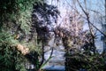 cones on the branches of a cypress tree in Nabran Azerbaijan. Selective focus. Winter time Royalty Free Stock Photo