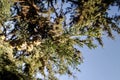 cones on the branches of a cypress tree in Nabran Azerbaijan. Selective focus. Winter time Royalty Free Stock Photo