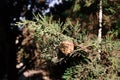 cones on the branches of a cypress tree in Nabran Azerbaijan. Selective focus. Winter time Royalty Free Stock Photo