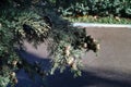 cones on the branches of a cypress tree in Nabran Azerbaijan. Selective focus. Winter time Royalty Free Stock Photo