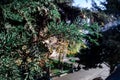 cones on the branches of a cypress tree in Nabran Azerbaijan. Selective focus. Winter time Royalty Free Stock Photo