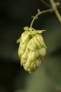 Cones of common hop Humulus lupulus. anxiety, insomnia and other sleep disorders, restlessness Royalty Free Stock Photo
