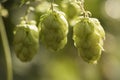 Cones of common hop Humulus lupulus. anxiety, insomnia and other sleep disorders, restlessness Royalty Free Stock Photo