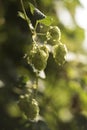 Cones of common hop Humulus lupulus. anxiety, insomnia and other sleep disorders, restlessness, beer Royalty Free Stock Photo