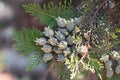 Cones conifer Thuja hanging on a branch close-up.