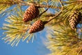 Cones on conifer tree Royalty Free Stock Photo