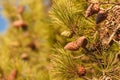 Cones on conifer tree Royalty Free Stock Photo