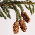 Cones of coniferous tree Royalty Free Stock Photo