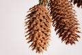 Cones of coniferous tree Royalty Free Stock Photo