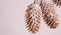 Cones of coniferous tree Royalty Free Stock Photo