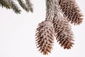 Cones of coniferous tree Royalty Free Stock Photo