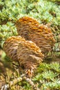 Cones on a coniferous tree, Larix spec. Fresh green branches of a larch tree with spring needles