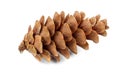 Cones of coniferous trees