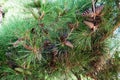 Cones of Crimean Pine Pinus Nigra Pallasiana