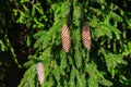 Cones of European spruce