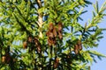 Cones of European spruce